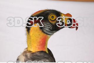 Exotic bird 0030